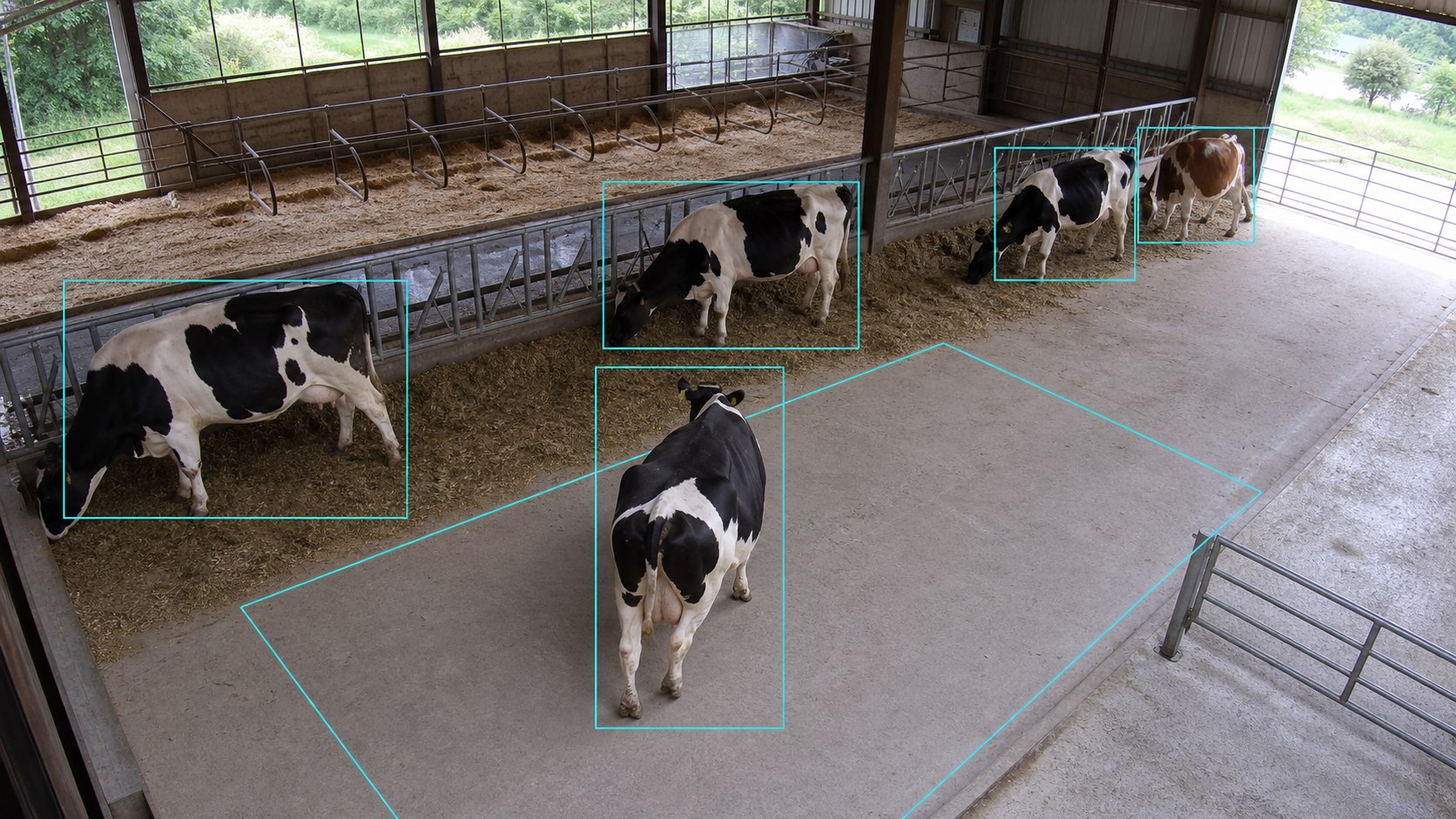 Illustrative barn camera view with cyan boxes around cattle and a defined floor region